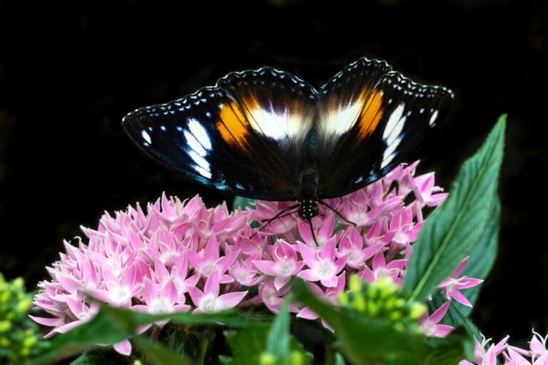 Pentas lanceolata