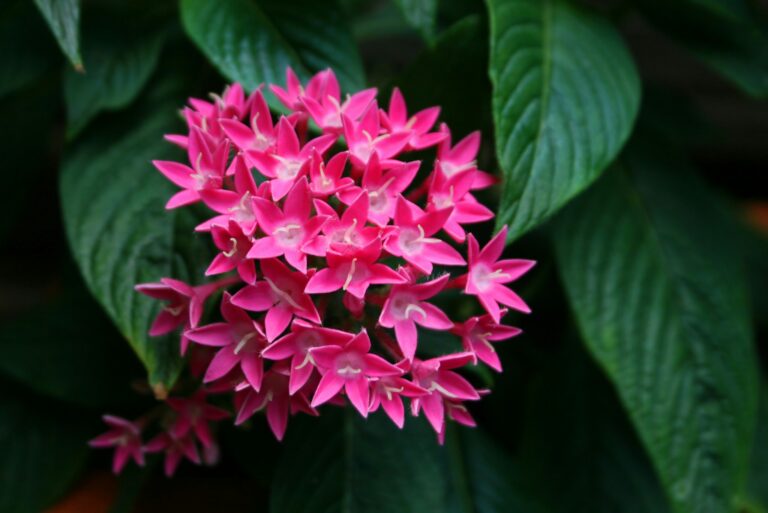 Pentas lanceolata