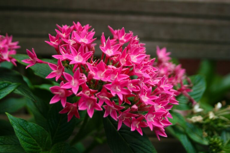 Pentas (Pentas lanceolata) : Common Name, Care & Benefits