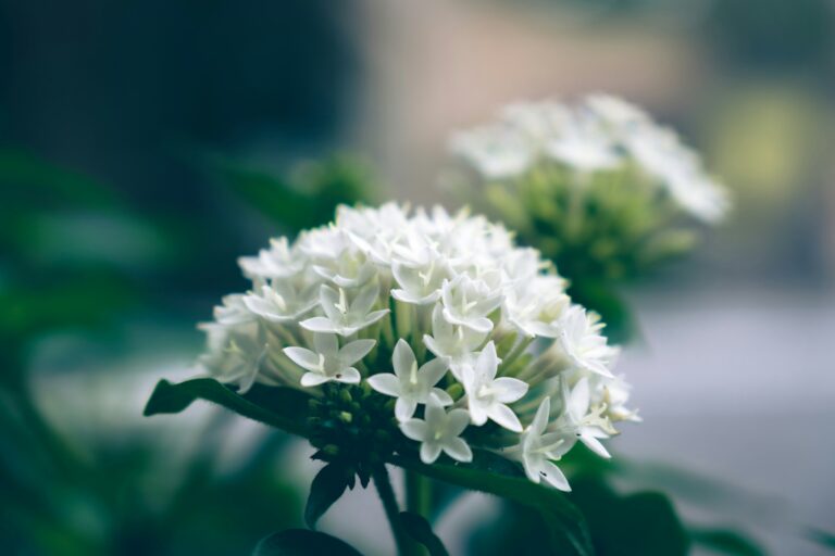 Pentas lanceolata