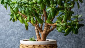 Discovering the Benefits of Jade Plants