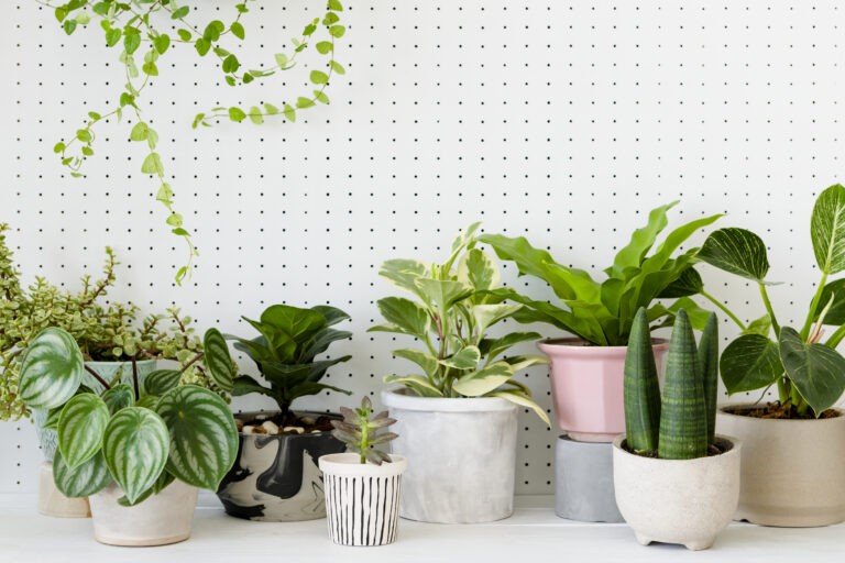 Popular potted houseplants in white background