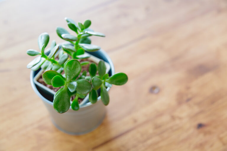 Cactus in the vase decor on wooden table