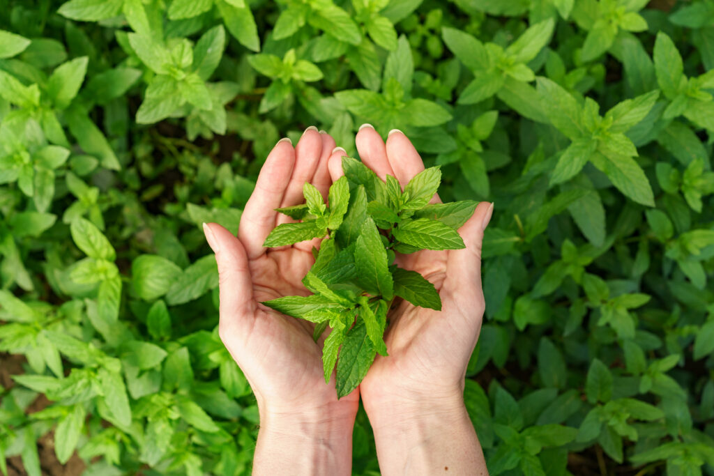 Benefits of Holy Basil