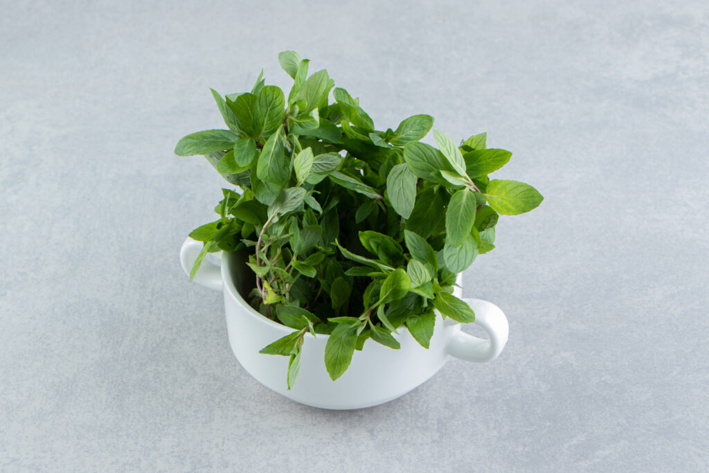 Holy basil plant in cup